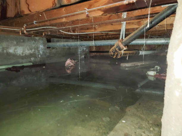 Best Flood restoration services  in Lake Alfred, FL