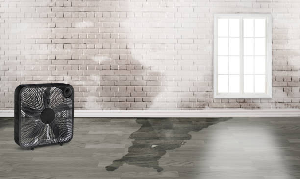  Lake Alfred, FL Water damage restoration Pros